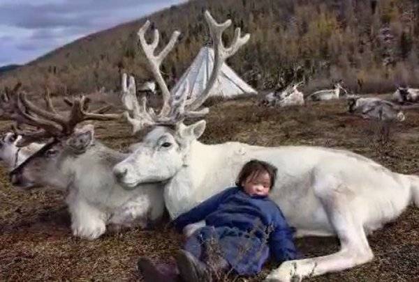 decak-i-jeleni-foto-youtube-1390931458-435877