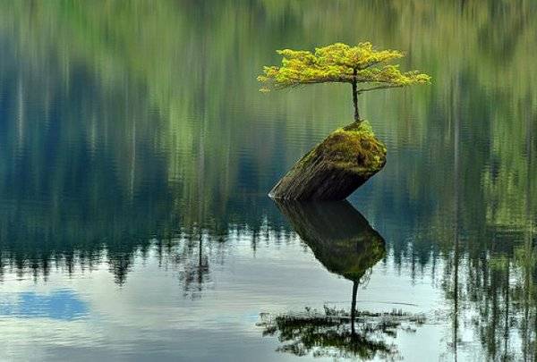 drvo-foto-flickr-1390931756-435881