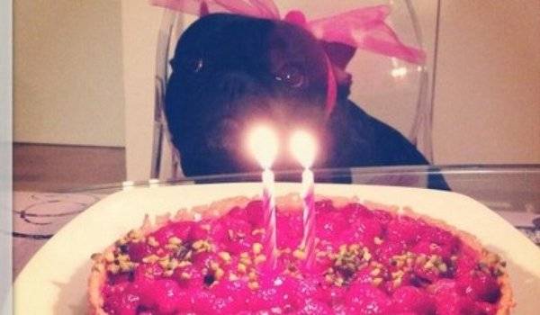 marija-serifovic-pas-tviter-1390400973-432397