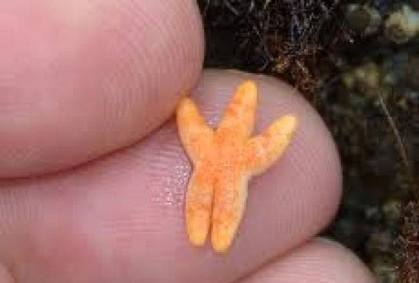 zvezda-foto-imgur-1390931841-435883