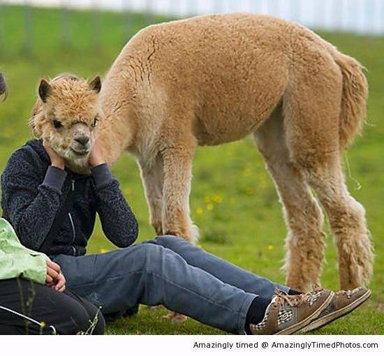 Alpaca-head-resizecrop--