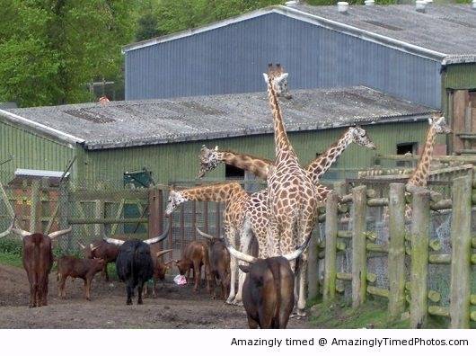 Giraffe-with-many-heads-resizecrop--