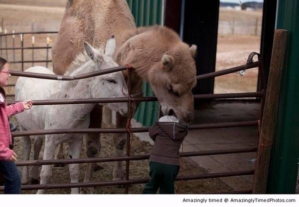 Kids-are-on-the-menu-at-the-zoo-resizecrop--