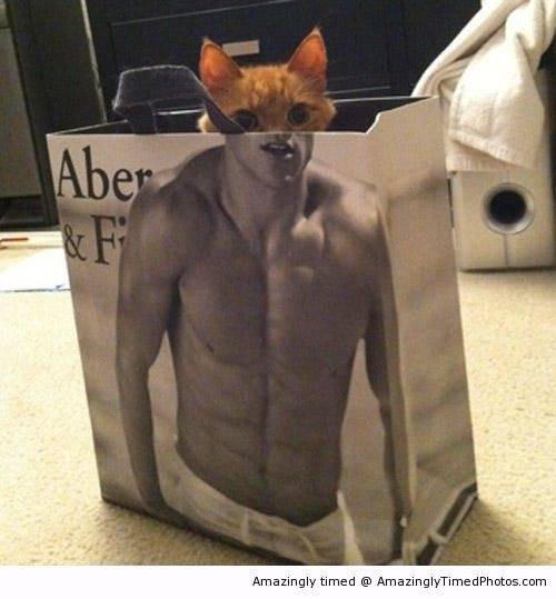 Kitty-sexy-and-knowing-it-resizecrop--