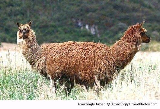 Llamas-double-sided-resizecrop--
