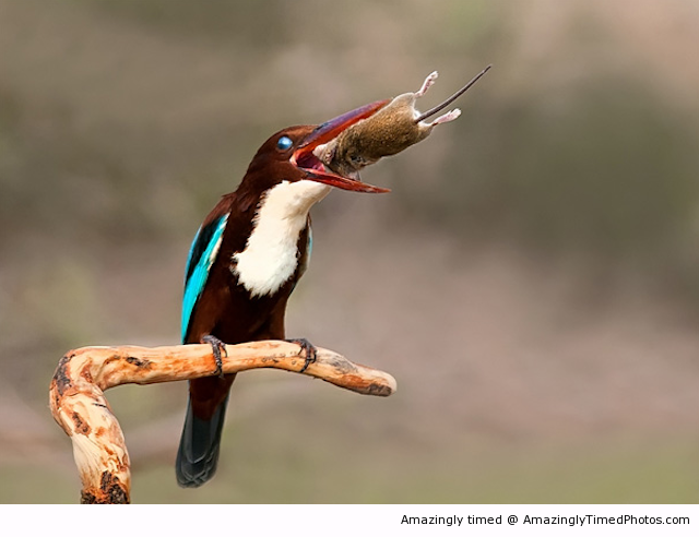 Perfect-catch-resizecrop--