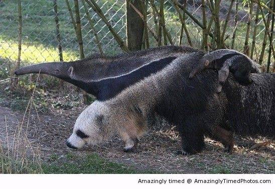 See-another-animal-resizecrop--