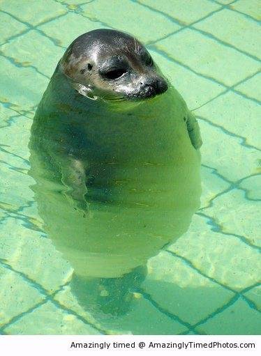 Water-does-make-me-look-bigger-resizecrop--