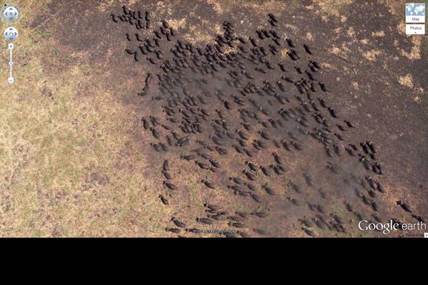 buffalo-herd-google-earth