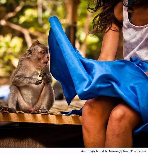 dirty-monkey-resizecrop--