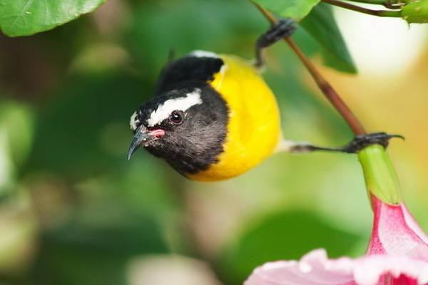 luksuz-turizam-destinacija-jamajka (17)