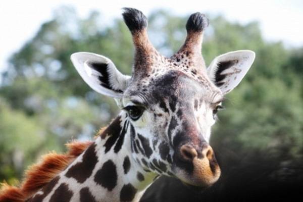 luksuz-putovanje-destinacija-odmor-safari-od-milion-dolara_01