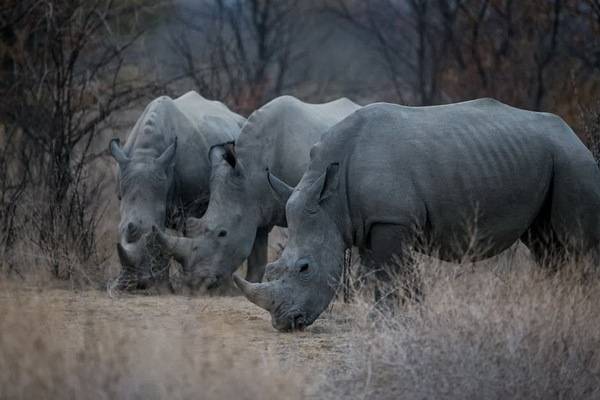 luksuz-putovanje-destinacija-odmor-safari-od-milion-dolara_05