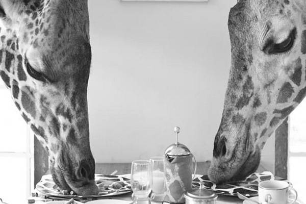 luksuz-putovanje-destinacija-odmor-safari-od-milion-dolara_07