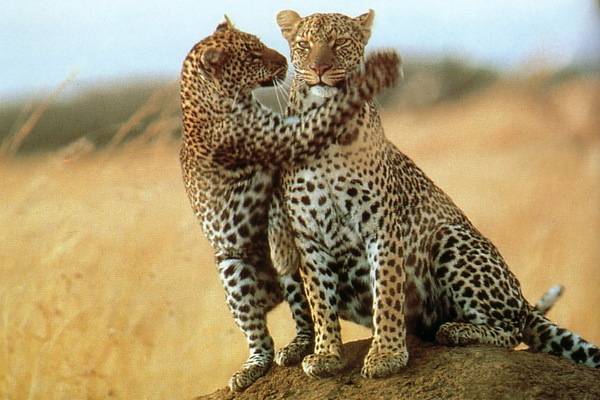 luksuz-putovanje-destinacija-odmor-safari-od-milion-dolara_08