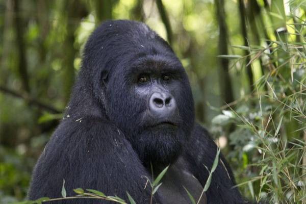 luksuz-putovanje-destinacija-odmor-safari-od-milion-dolara_09