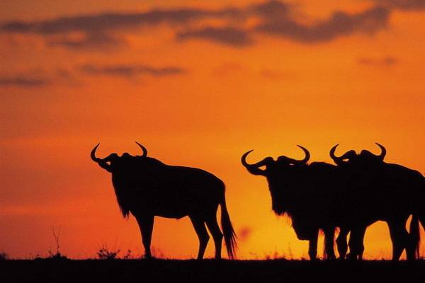 luksuz-putovanje-destinacija-odmor-safari-od-milion-dolara_11