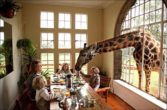 GiraffeManor1