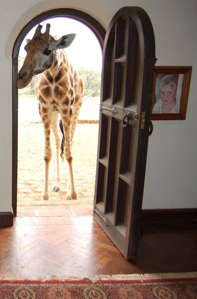 Giraffe_at_the_front_door,_Giraffe_Manor,_Nairobi,_Kenya
