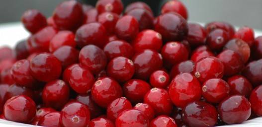 Брусница – ризница на човековото здравје