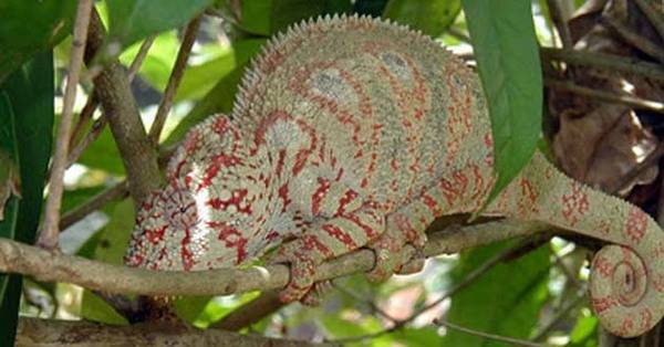 Камелеоните ја менуваат бојата за да се прилагодат на околината