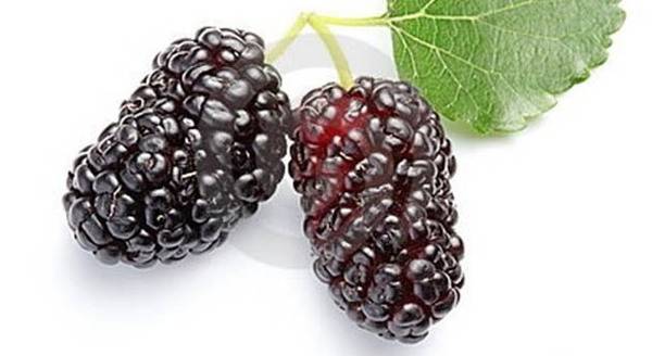 Дудинките се богати со многу железо