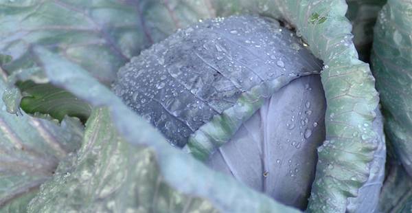 Домашно средство за прочистување на дишните патишта кај децата