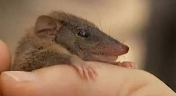 Слатка смрт: Овие мажјаци умираат во младоста од претеран секс!