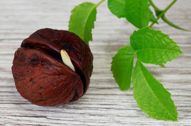 ОСТАВЕТЕ ГИ ОРЕВИТЕ ДА ПРОРТАТ: овој таен руски рецепт го подмладува телото и ги чисти крвните садови