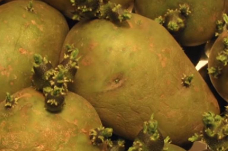 ПРОНИКНАТИОТ КОМПИР МОЖЕ ДА БИДЕ ОТРОВЕН: Ако го забележите ова, не јадете го воопшто!