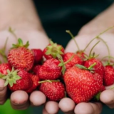 Ќе бидете шокирани што му прават јагодите навашето тело: Еве што има во 100 грама од ова овошје и е лудило за организмот